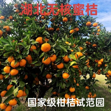 黄岩蜜桔桔子果园看货基地直销批发承接全国电商