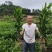 药栀子苗