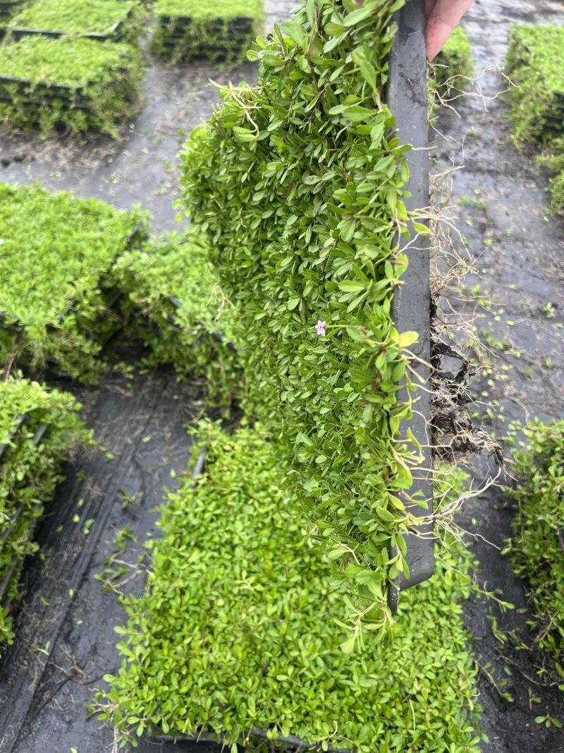 精品姬岩垂草批发，方盘型，基地常年批发，清秀饱满无虫害