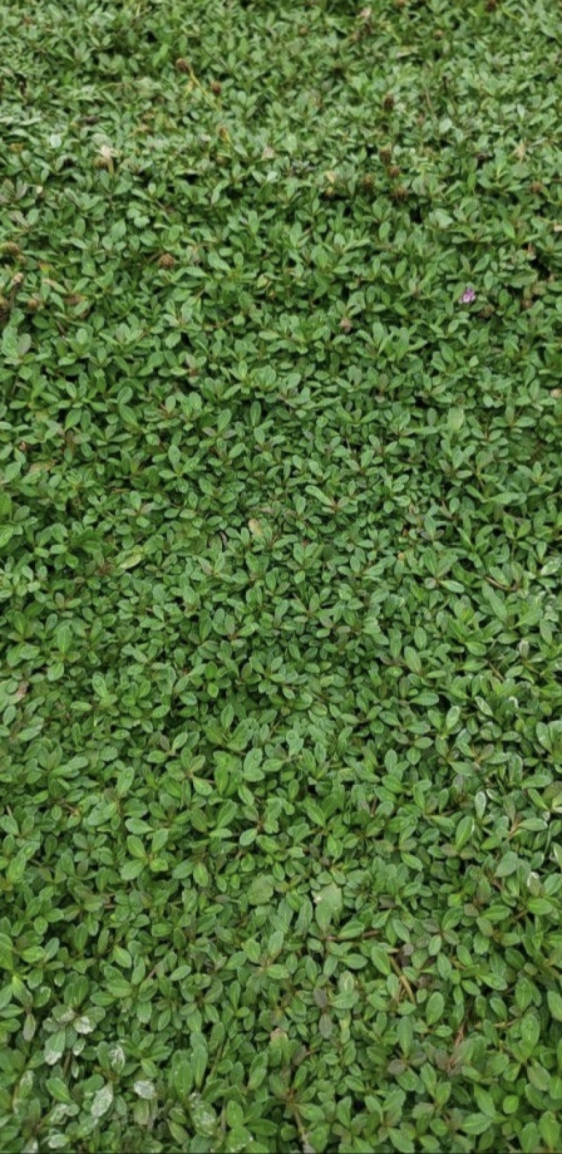 精品姬岩垂草批发，方盘型，基地常年批发，清秀饱满无虫害