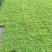 精品姬岩垂草批发，方盘型，基地常年批发，清秀饱满无虫害