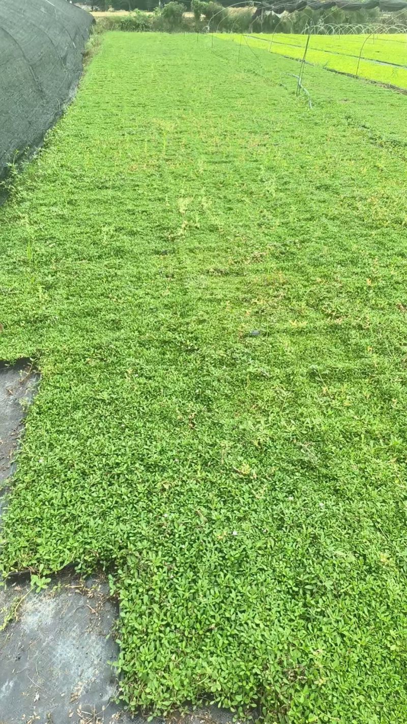 精品姬岩垂草批发，方盘型，基地常年批发，清秀饱满无虫害