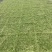 精品姬岩垂草批发，方盘型，基地常年批发，清秀饱满无虫害