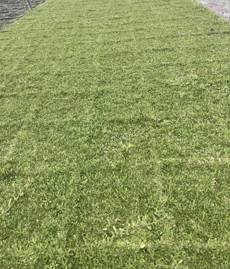 精品姬岩垂草批发，方盘型，基地常年批发，清秀饱满无虫害