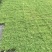 精品姬岩垂草批发，方盘型，基地常年批发，清秀饱满无虫害