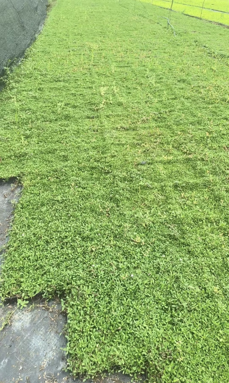 精品姬岩垂草批发，方盘型，基地常年批发，清秀饱满无虫害