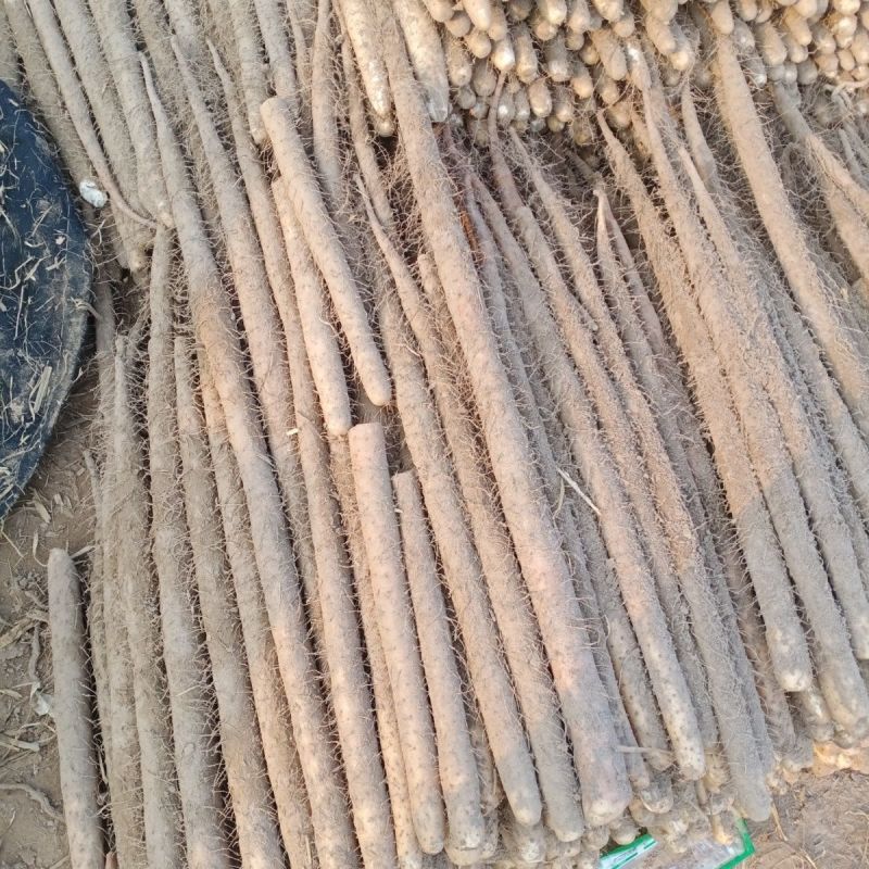 榆林紫山药是大量有货，可以视频看货，欢迎新老客户前来合作