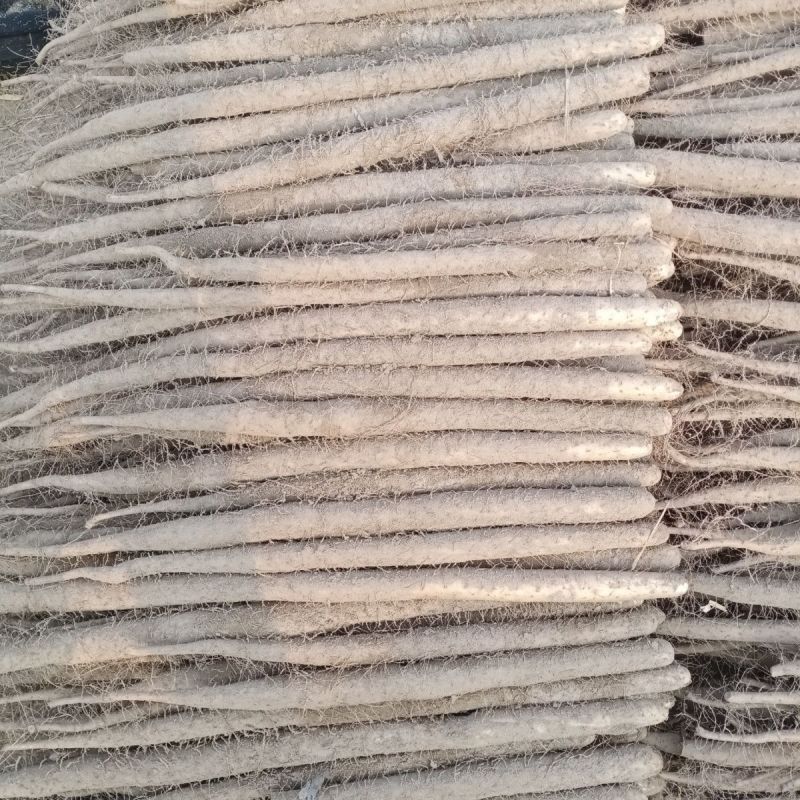 榆林紫山药是大量有货，可以视频看货，欢迎新老客户前来合作