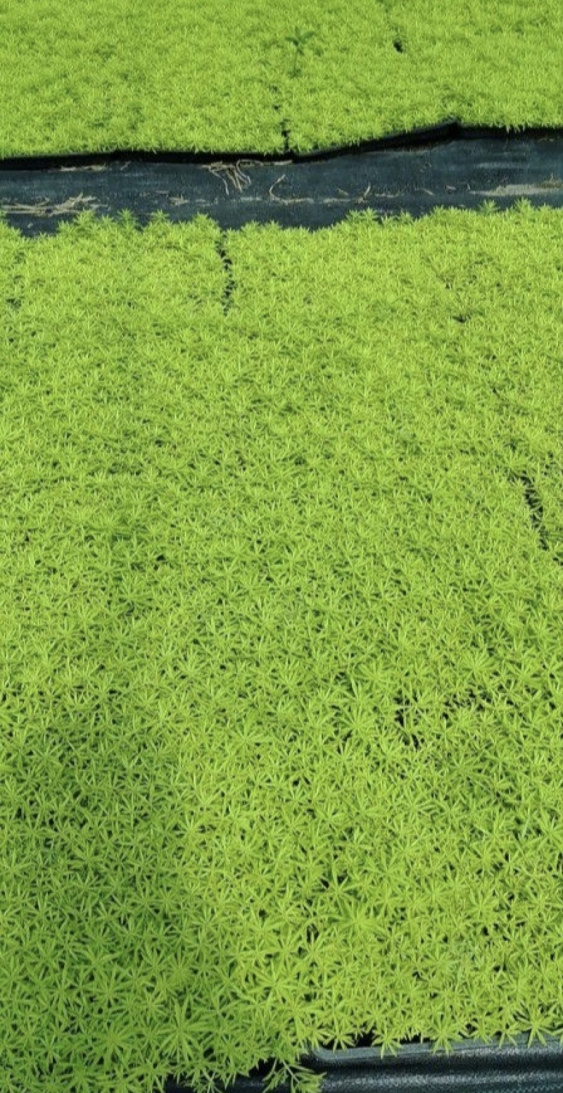 佛甲草杯苗方盘。各种规格批发，基地常年直销