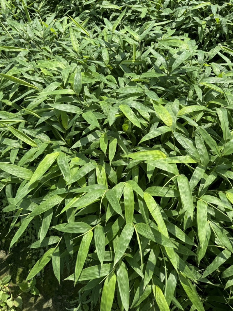八月竹苗方竹苗丁丁竹苗100之99成活率