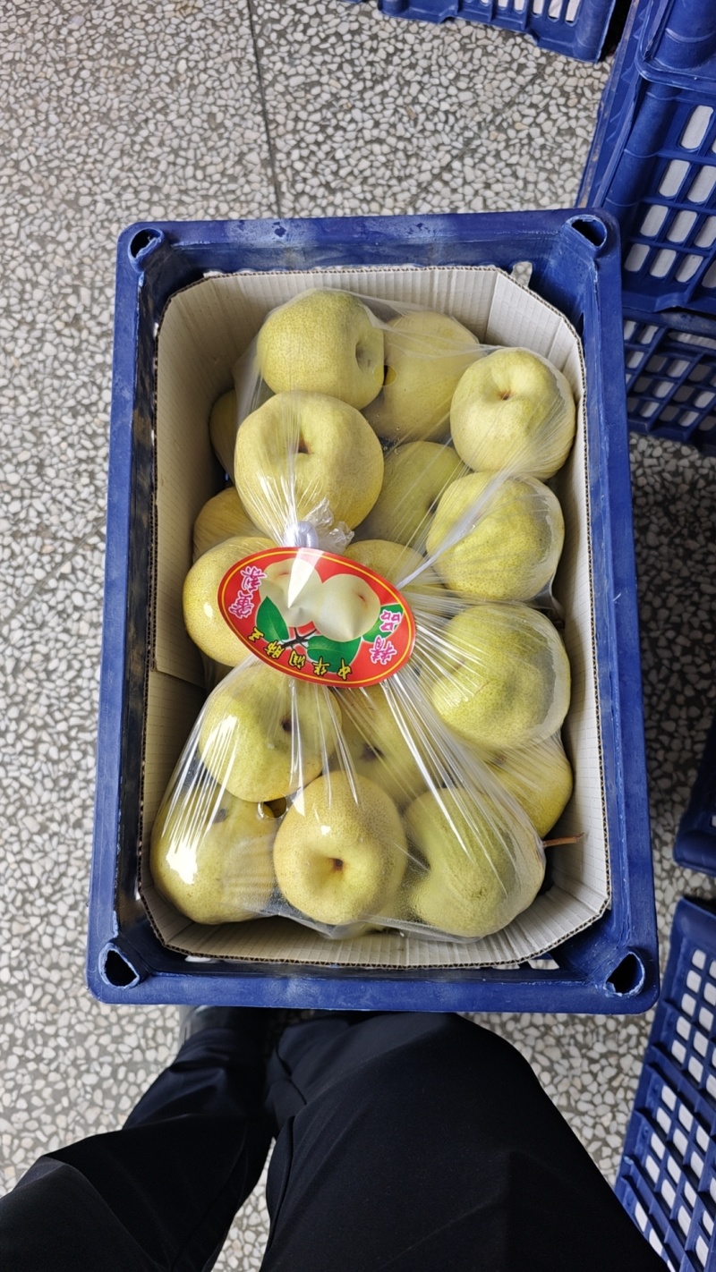 蜜梨山西运城坡地酥梨-运城蜜梨-量大从优-价格优惠