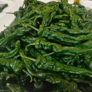 精品皱皮椒大量上市品质保证量大从优一手货源