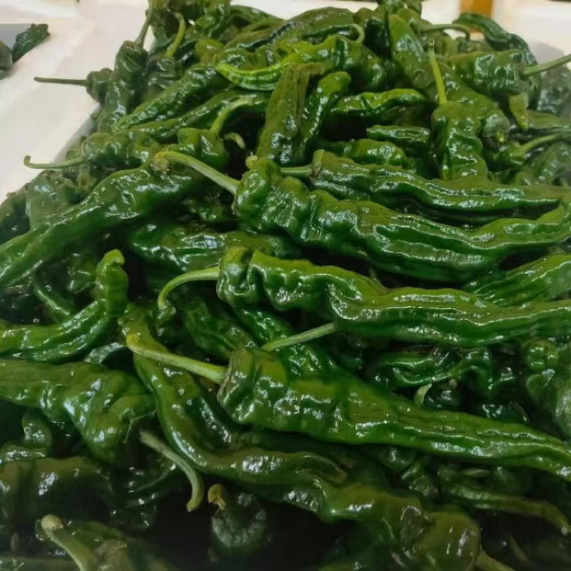 精品皱皮椒大量上市品质保证量大从优一手货源