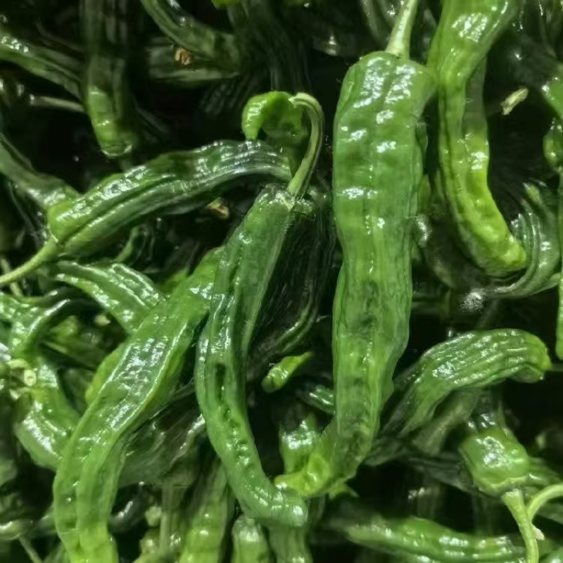 精品皱皮椒大量上市品质保证量大从优一手货源