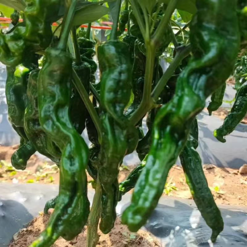 精品皱皮椒大量上市品质保证量大从优一手货源