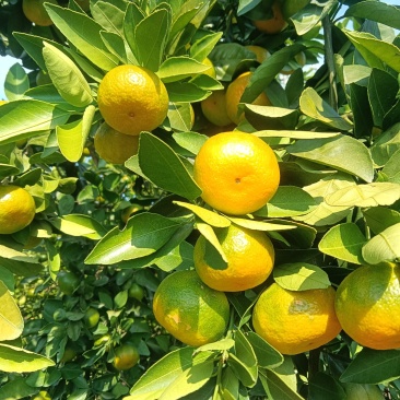新余蜜桔