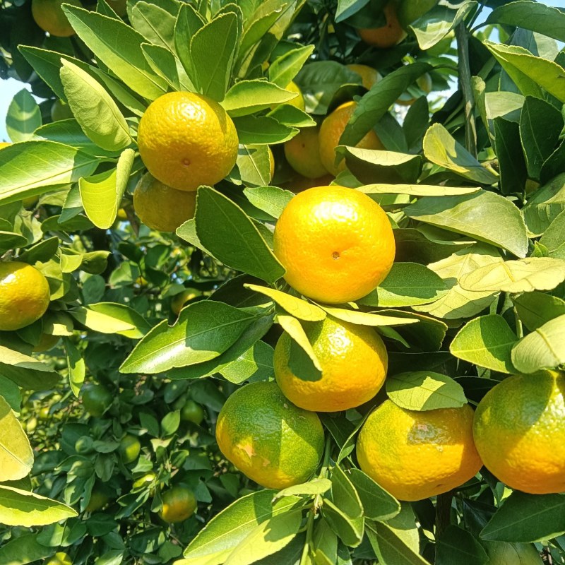 新余蜜桔