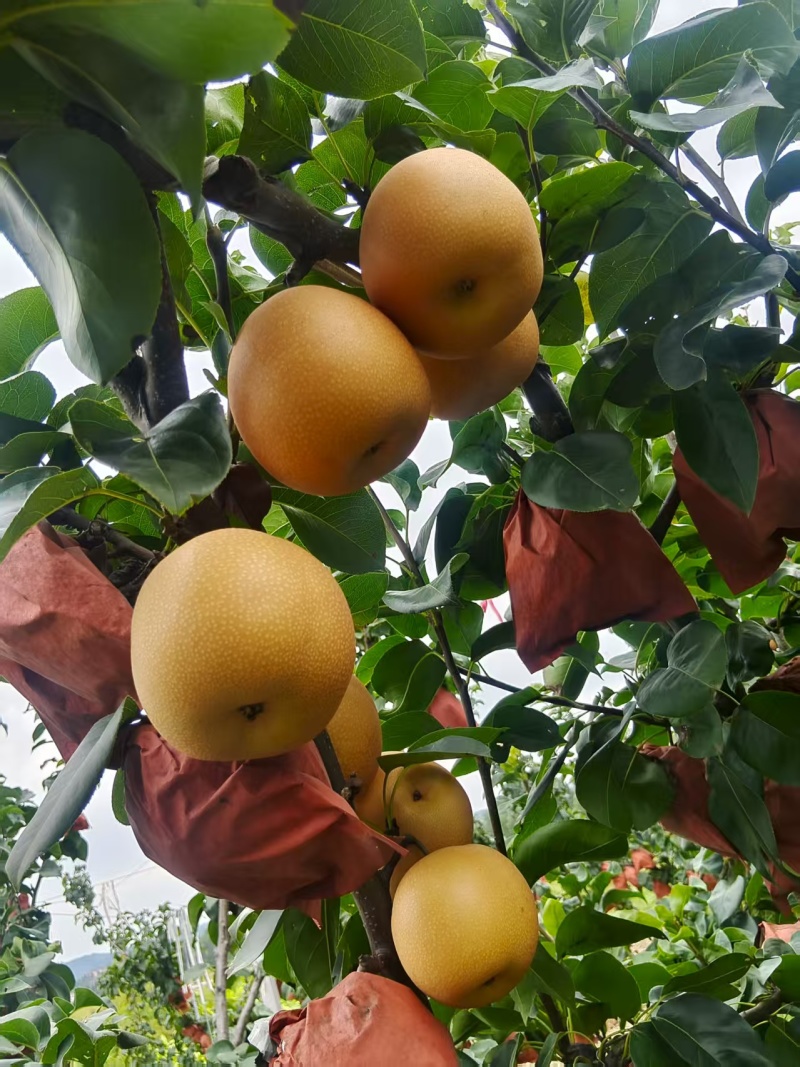 皇尊蜜梨大量上市***********
