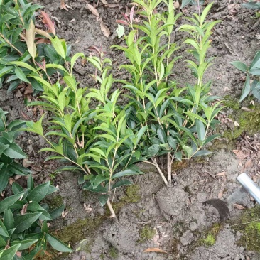 四季桂花苗(月月桂，佛顶珠桂花)，基地常年批发。量大从优