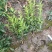 四季桂花苗(月月桂，佛顶珠桂花)，基地常年批发。量大从优