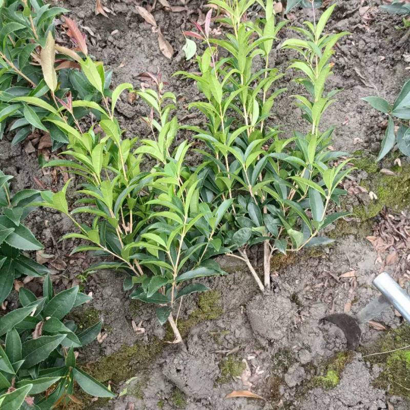 四季桂花苗(月月桂，佛顶珠桂花)，基地常年批发。量大从优