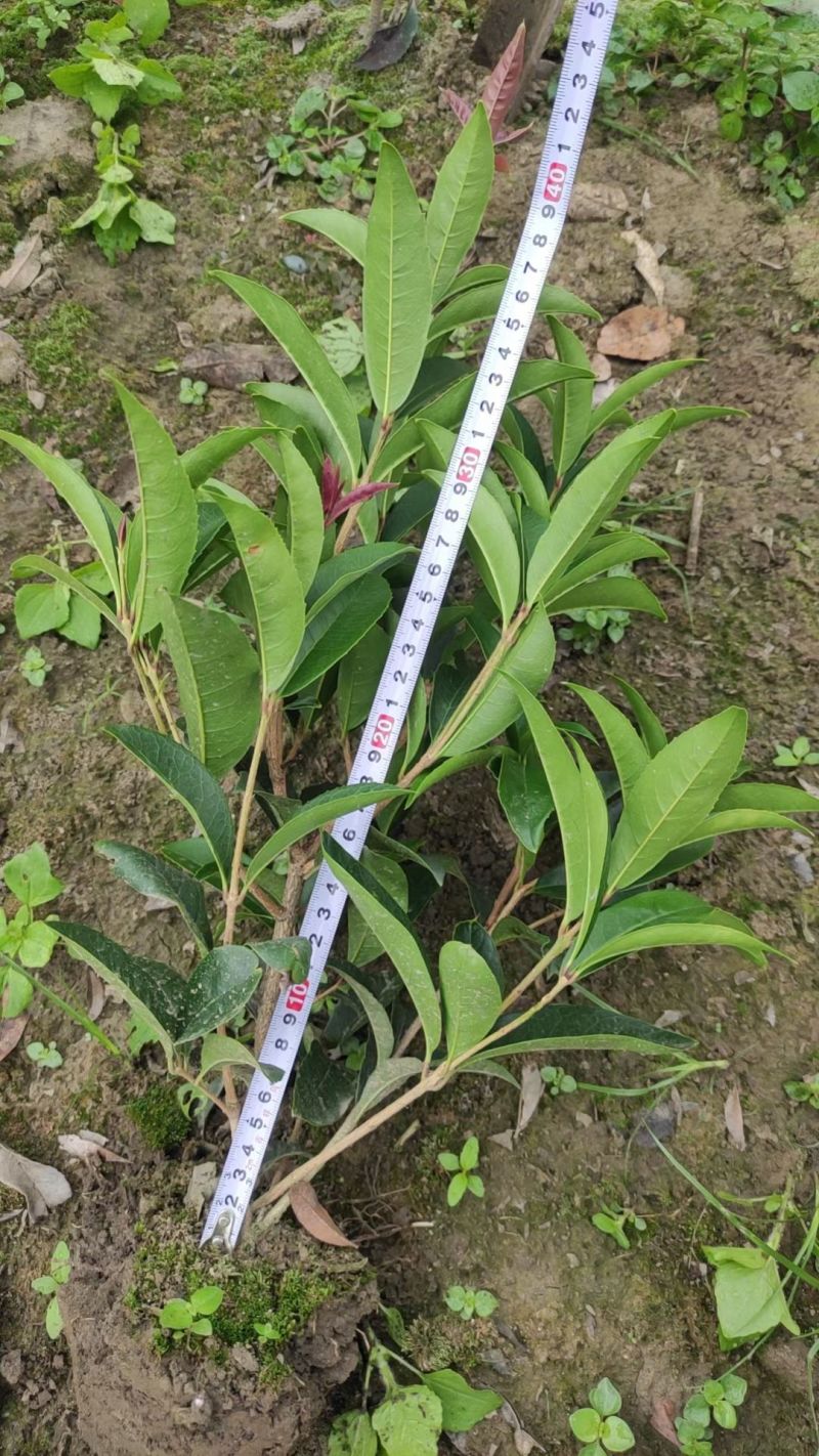 四季桂花苗(月月桂，佛顶珠桂花)，基地常年批发。量大从优