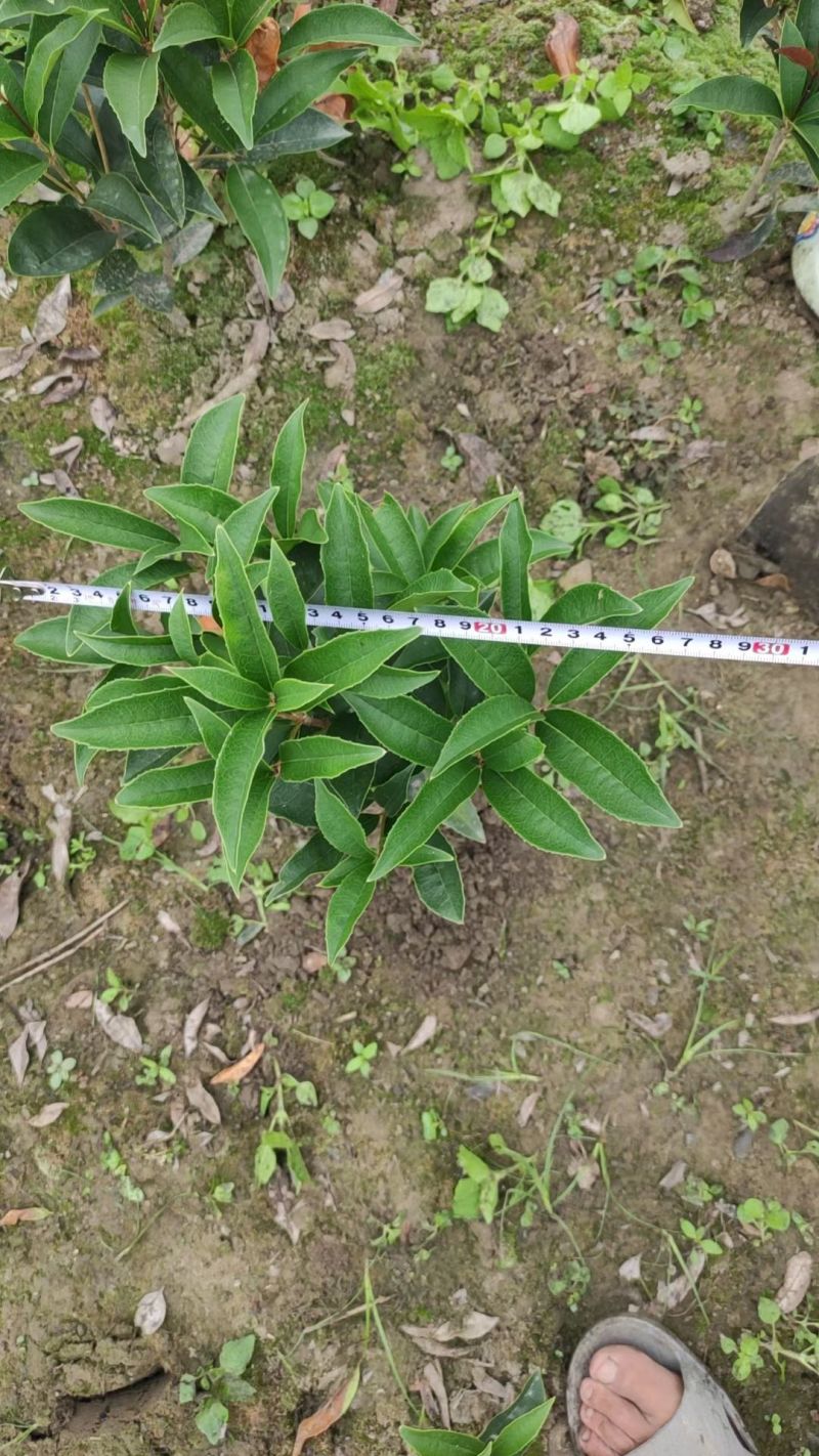 四季桂花苗(月月桂，佛顶珠桂花)，基地常年批发。量大从优