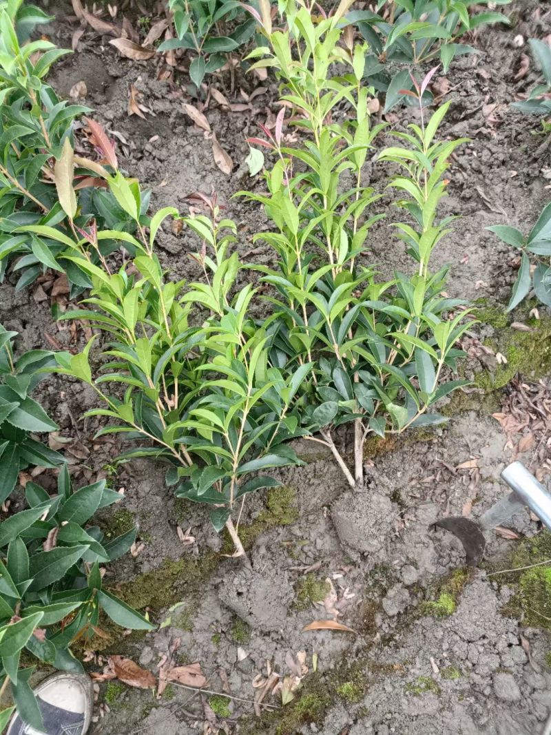 四季桂花苗(月月桂，佛顶珠桂花)，基地常年批发。量大从优