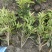 四季桂花苗(月月桂，佛顶珠桂花)，基地常年批发。量大从优