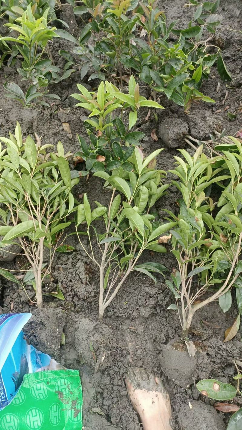 四季桂花苗(月月桂，佛顶珠桂花)，基地常年批发。量大从优