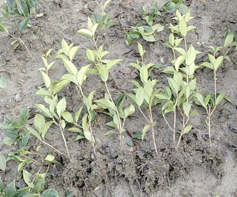 四季桂花苗(月月桂，佛顶珠桂花)，基地常年批发。量大从优
