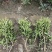 四季桂花苗(月月桂，佛顶珠桂花)，基地常年批发。量大从优