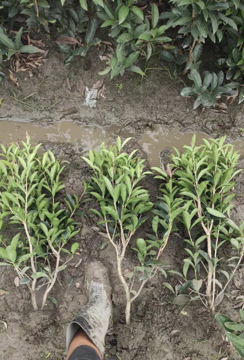 四季桂花苗(月月桂，佛顶珠桂花)，基地常年批发。量大从优