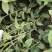 四季桂花苗(月月桂，佛顶珠桂花)，基地常年批发。量大从优