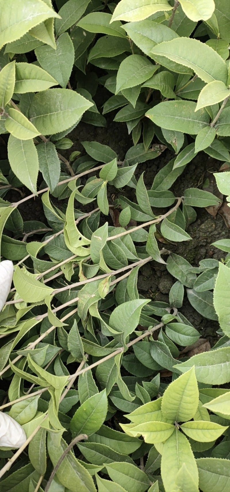 四季桂花苗(月月桂，佛顶珠桂花)，基地常年批发。量大从优