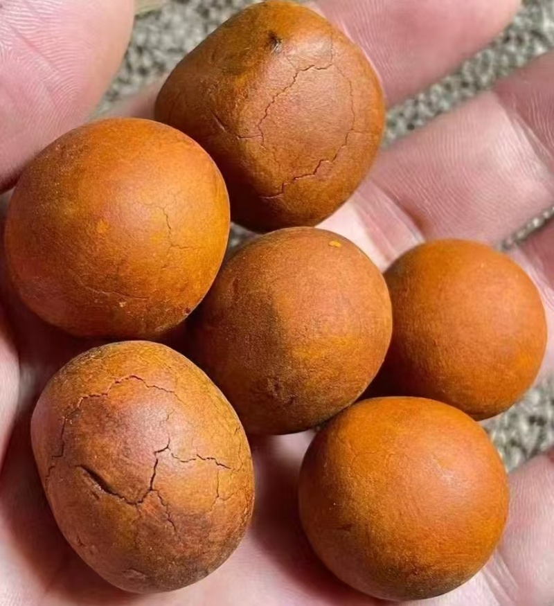 天然牛黄大量供应可视频看货欢迎来电采购
