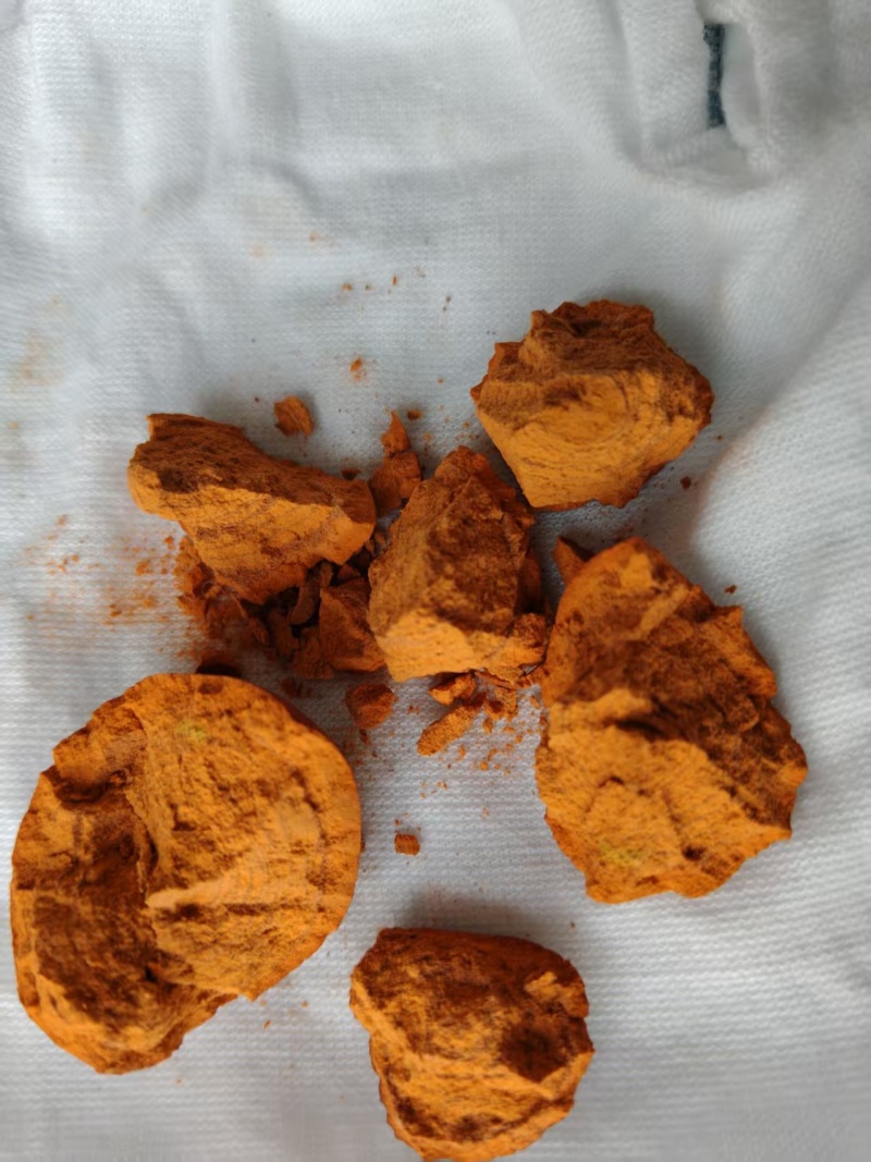 天然牛黄大量供应可视频看货欢迎来电采购