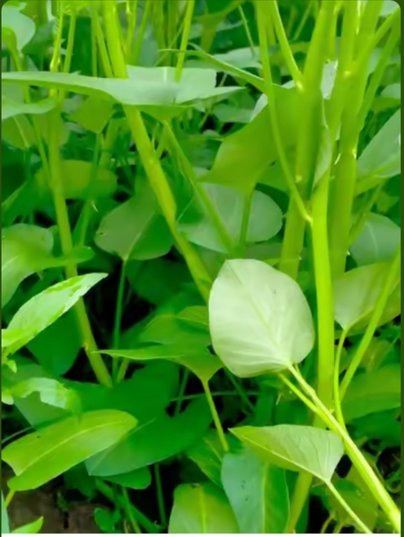 四川南充空心菜，藤藤菜，蕹菜