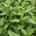 四川南充空心菜，藤藤菜，蕹菜