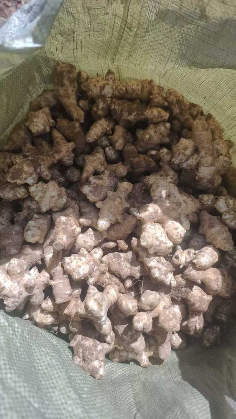 2025精品早熟洋姜晚熟洋姜红白洋姜都有欢迎各位前来选购