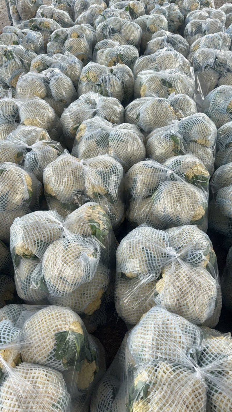 精品有机花大量上市有需要联系