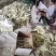 山东菏泽精品山药粉条，品质保证厂家直发，欢迎咨询