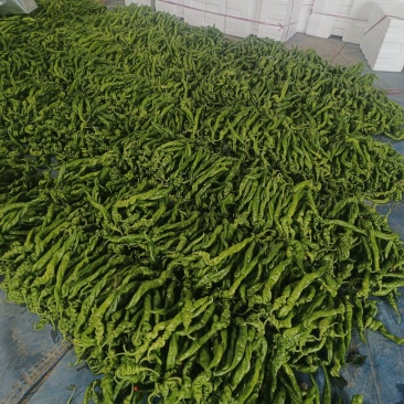 山东临沂精品【龙椒螺丝椒】大量上市