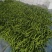 山东临沂精品【龙椒螺丝椒】大量上市
