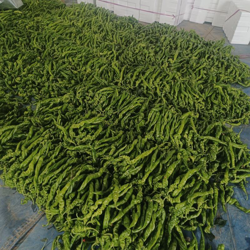 山东临沂精品【龙椒螺丝椒】大量上市