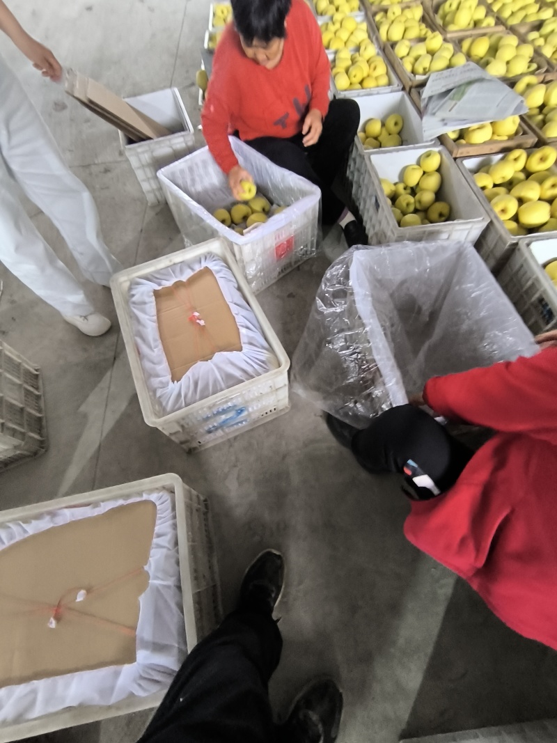 酥梨