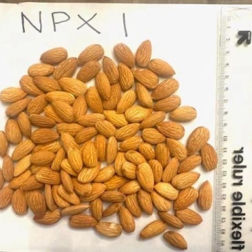 np巴旦木巴旦木仁薄壳坚果坚果干果果仁饱满