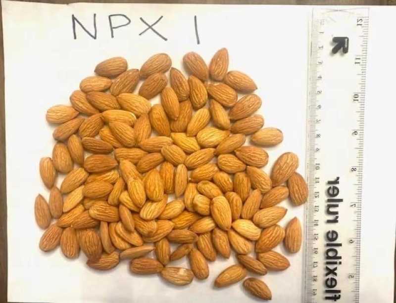 np巴旦木巴旦木仁薄壳坚果坚果干果果仁饱满