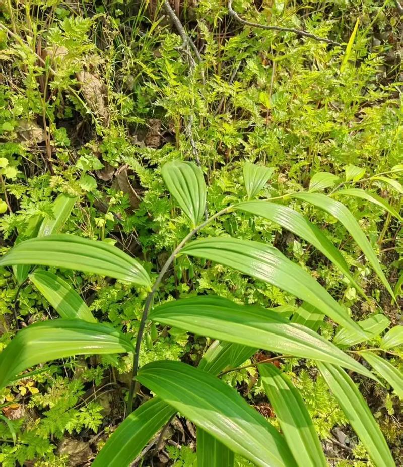 湖南娄底双峰山上野生黄精出售