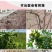 精品新疆和田大枣皮薄肉厚核小全国发货价格美丽欢迎来电洽谈